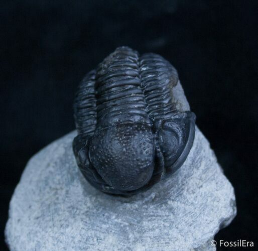 Good Sized Gerastos Trilobite From Morocco #2077